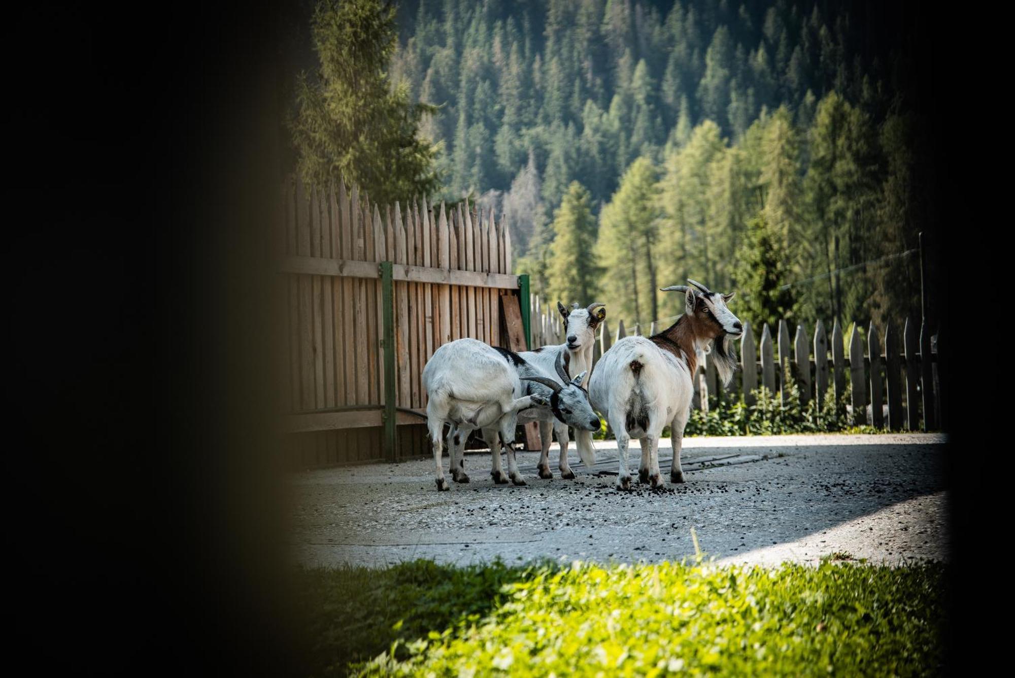 Hotel Pension Odles Sankt Martin in Thurn Exterior foto